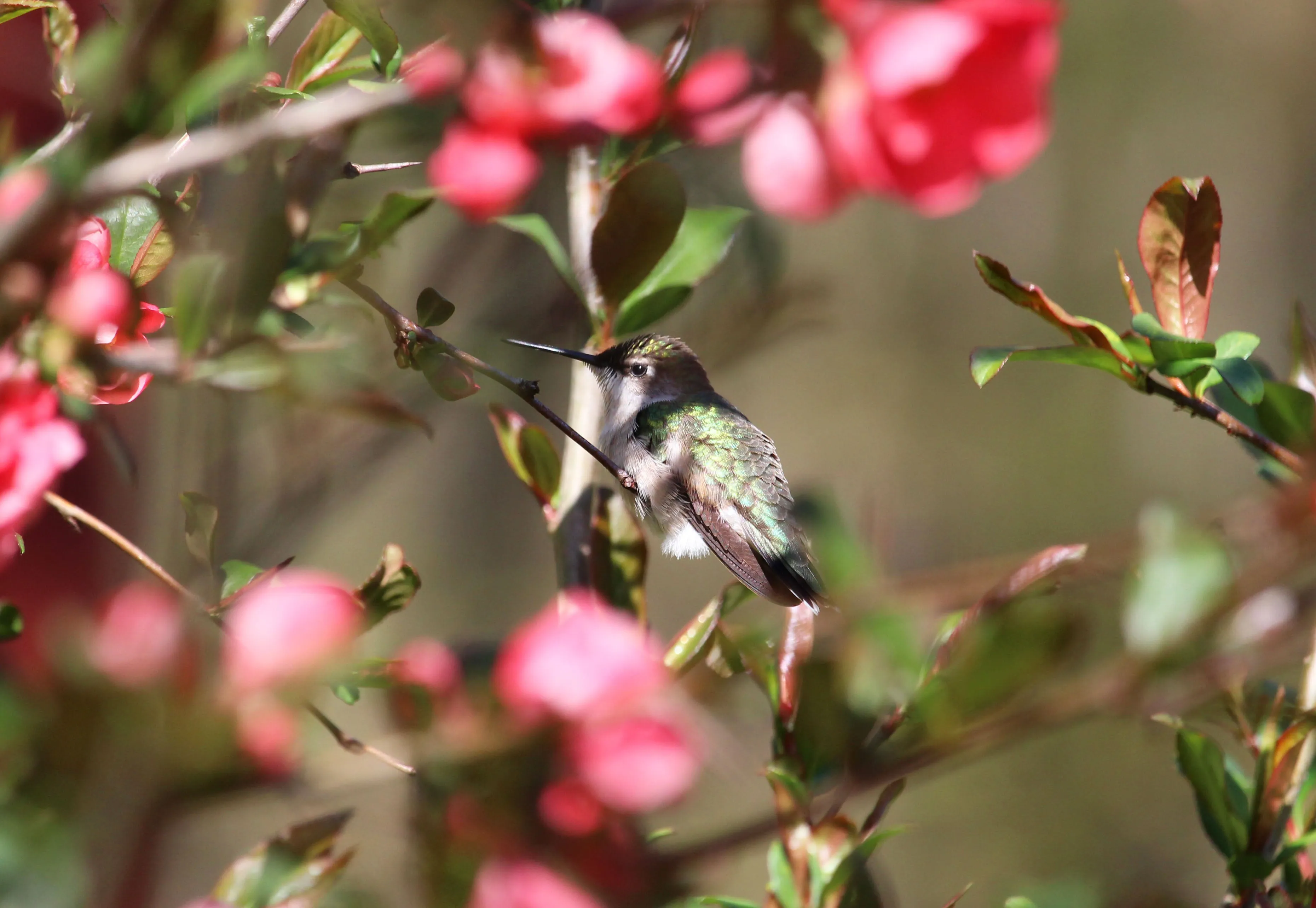 Ruby-Throated Hummingbird Earrings